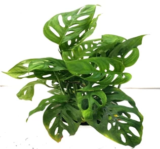 CGASPL Plants Monstera Obliqua Green Hanging Plant 3 CGASPL Plants Monstera Obliqua Green Hanging Plant