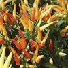 CGASPL Ornamental Chilli Mix Seeds Imported Flower Seeds