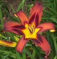 CGASPL Winter Flower Bulbs Day-Lily Brown Flower Bulbs (Pack Of 6)