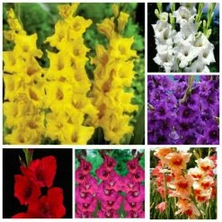 CGASPL Gladioli Flower Bulb Mega Pack