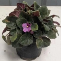 CGASPL Others CAPPL Air Purifying African Voilet Plant (Pot Included) With Fertilizer & Plate Free Qty : 1 Plant, Red