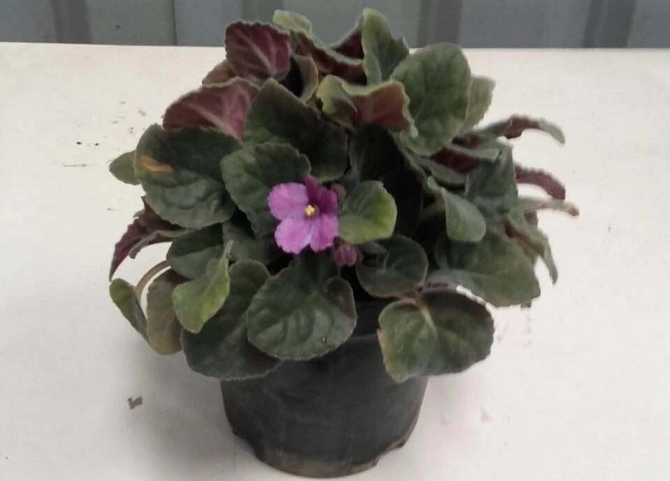 CGASPL Others CAPPL Air Purifying African Voilet Plant (Pot Included) With Fertilizer & Plate Free Qty : 1 Plant, Red 3 CGASPL Others CAPPL Air Purifying African Voilet Plant (Pot Included) With Fertilizer & Plate Free Qty : 1 Plant, Red