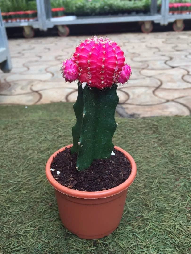 CGASPL Gymnocalycium Mihanovichii Var.Friedrichii Pink Moon Cactus (Big) Plants 8 CGASPL Gymnocalycium Mihanovichii Var.Friedrichii Pink Moon Cactus (Big) Plants