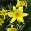 CGASPL Day-Lily Yellow Flower Bulbs (Pack Of 6) Winter Flower Bulbs 2 CGASPL Day-Lily Yellow Flower Bulbs (Pack Of 6) Winter Flower Bulbs