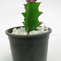 CGASPL Plants Euphorbia Lactea F.cristata Pink Cactus (Big) 15 CGASPL Plants Euphorbia Lactea F.cristata Pink Cactus (Big)