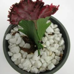 CGASPL Plants Euphorbia Lactea F.cristata Pink Cactus (Big) 14 CGASPL Plants Euphorbia Lactea F.cristata Pink Cactus (Big)