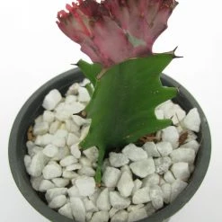 CGASPL Plants Euphorbia Lactea F.cristata Pink Cactus (Big) 13 CGASPL Plants Euphorbia Lactea F.cristata Pink Cactus (Big)