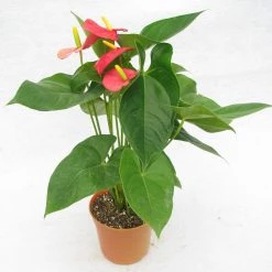 CGASPL Anthurium Red Color Flowering Plant
