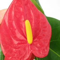 CGASPL Anthurium Red Color Flowering Plant