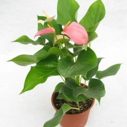 CGASPL Plants Anthurium Pink Color Flowering Plant