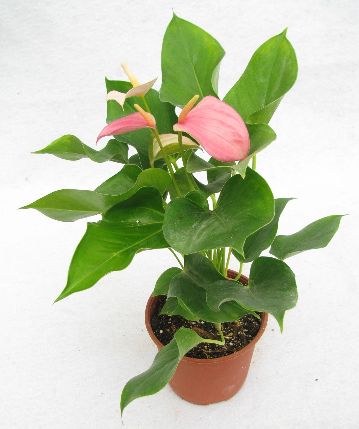 CGASPL Plants Anthurium Pink Color Flowering Plant 3 CGASPL Plants Anthurium Pink Color Flowering Plant