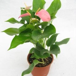CGASPL Plants Anthurium Pink Color Flowering Plant
