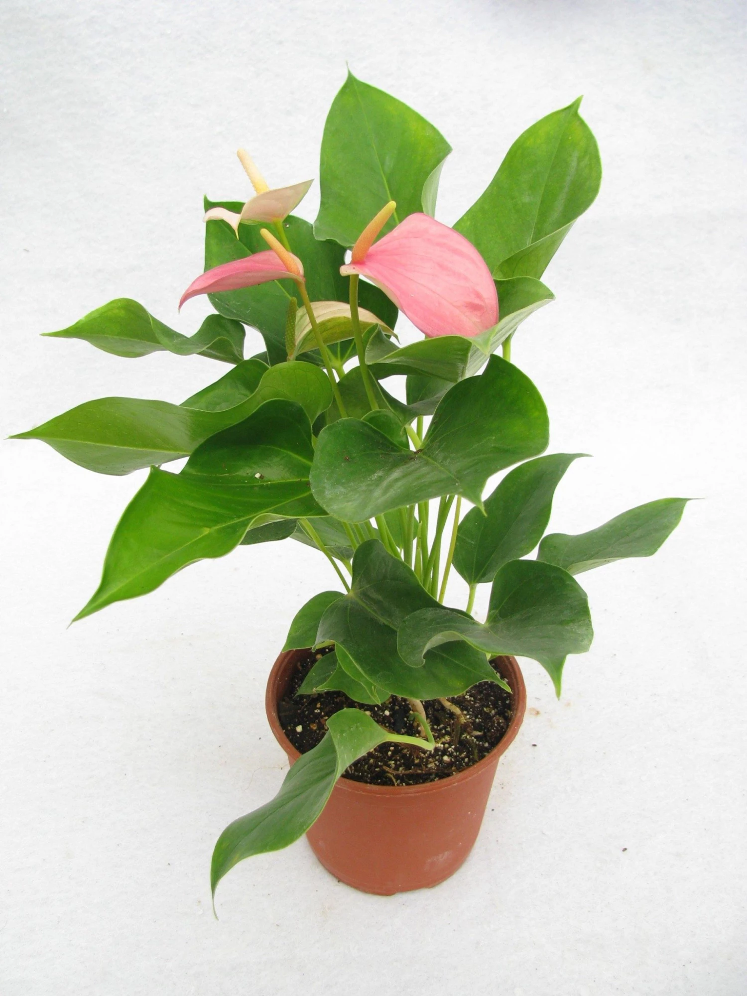 CGASPL Plants Anthurium Pink Color Flowering Plant 4 CGASPL Plants Anthurium Pink Color Flowering Plant