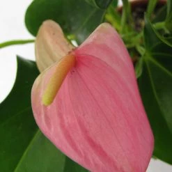 CGASPL Plants Anthurium Pink Color Flowering Plant 7 CGASPL Plants Anthurium Pink Color Flowering Plant