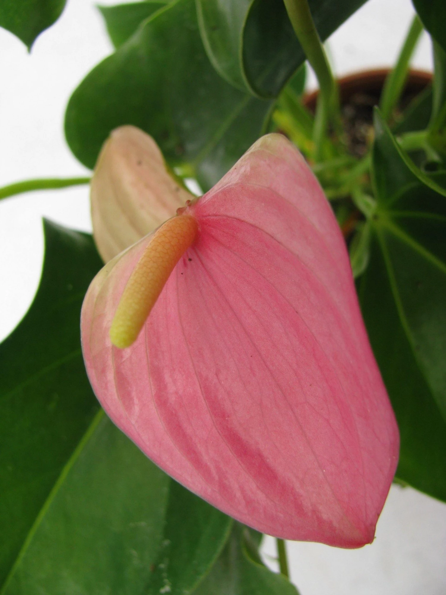 CGASPL Plants Anthurium Pink Color Flowering Plant 5 CGASPL Plants Anthurium Pink Color Flowering Plant