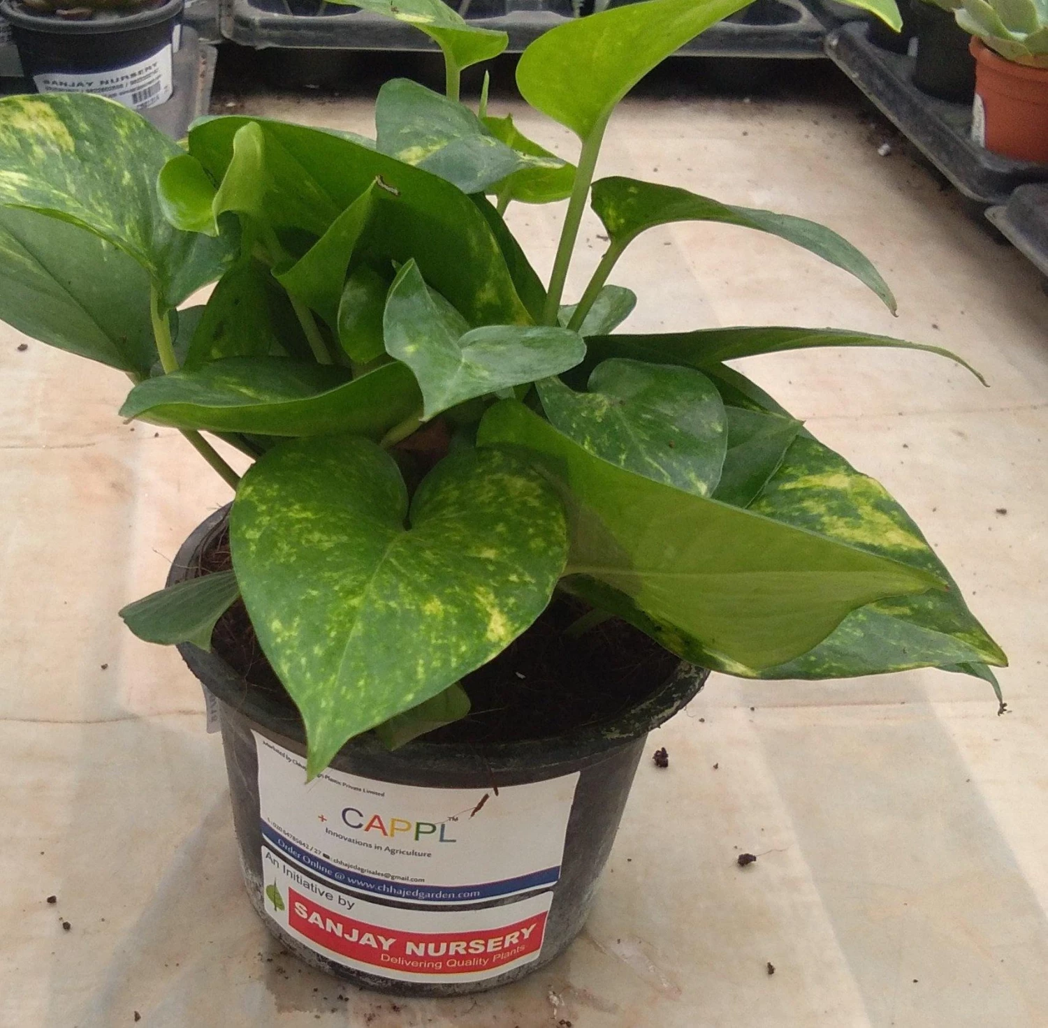 CGASPL Plants Top 3 Air Purifier Table Top / Office Desk Plant Amazing Pack 4 CGASPL Plants Top 3 Air Purifier Table Top / Office Desk Plant Amazing Pack