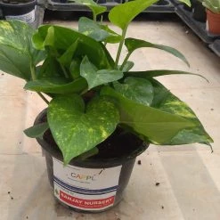 CGASPL Top 10 Best Indoor Bedroom Plants Pack 18 CGASPL Top 10 Best Indoor Bedroom Plants Pack