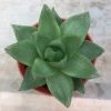 CGASPL Haworthia Cymbiformis Small Succulent Plant Plants