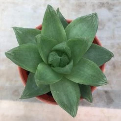 CGASPL Haworthia Cymbiformis Small Succulent Plant Plants