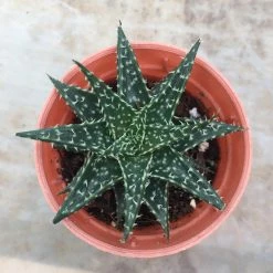CGASPL Aloe Vera Pepe Small Succulent Plant