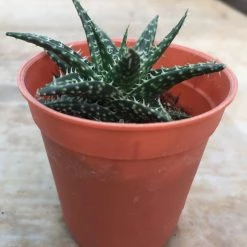 CGASPL Aloe Vera Pepe Small Succulent Plant