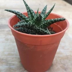 CGASPL Plants Top 5 Aloe Succulents Pack 11 CGASPL Plants Top 5 Aloe Succulents Pack