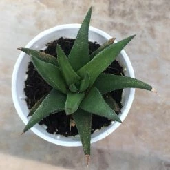CGASPL Plants Aloe Black Beauty (Gastrolea Midnight) Small Succulent Plant