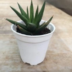 CGASPL Plants Aloe Black Beauty (Gastrolea Midnight) Small Succulent Plant