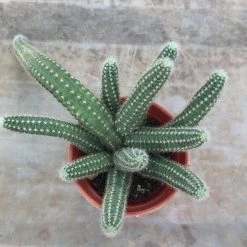 CGASPL Echinopsis Chamaecereus Non-Grafted Small Cactus