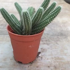 CGASPL Echinopsis Chamaecereus Non-Grafted Small Cactus