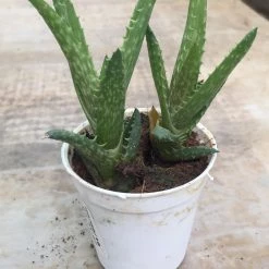 CGASPL Plants Top 5 Aloe Succulents Pack