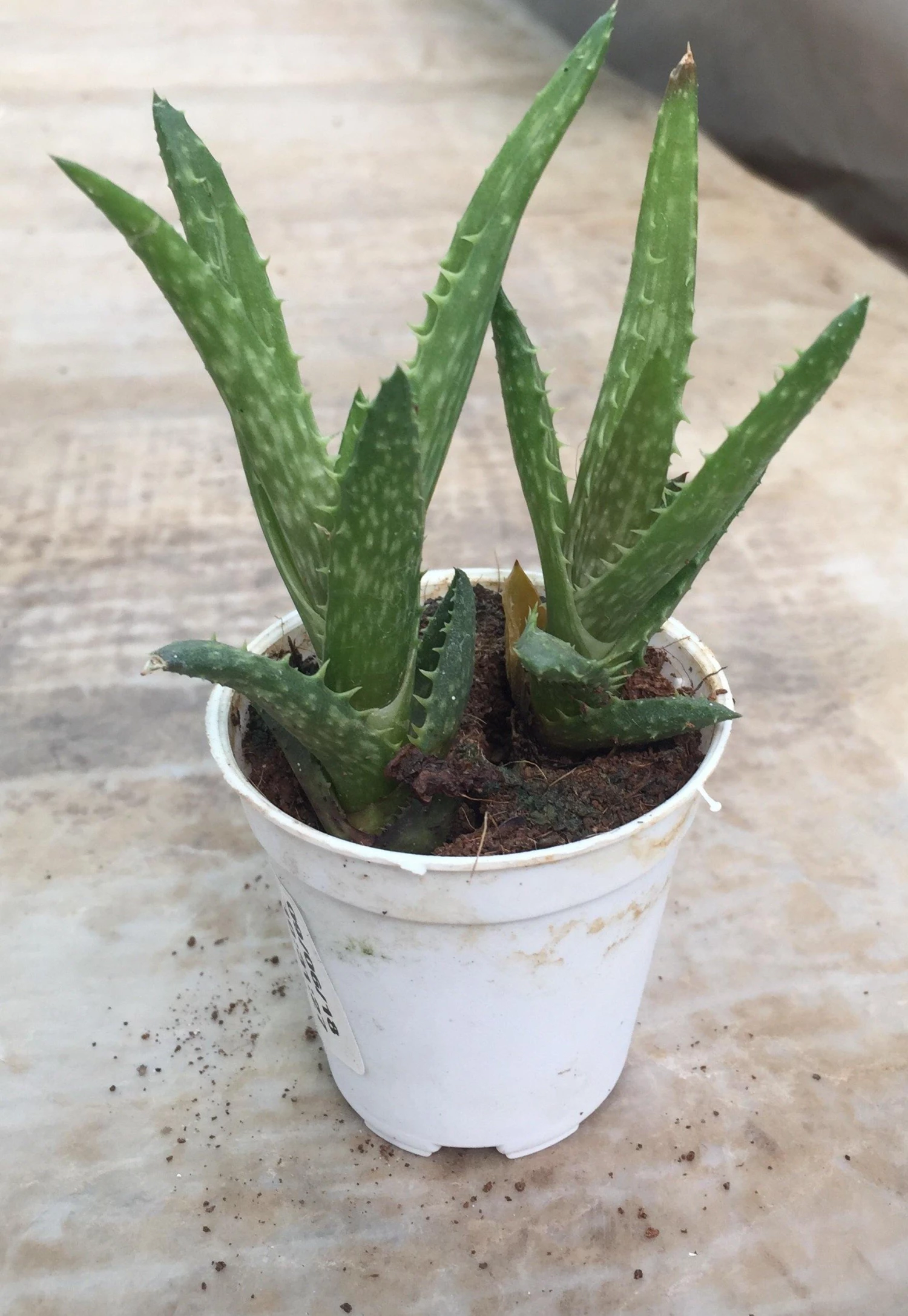 CGASPL Plants Top 5 Aloe Succulents Pack 4 CGASPL Plants Top 5 Aloe Succulents Pack