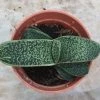 CGASPL Gasteria Little Warty Small Succulent Plant Plants