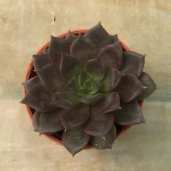 CGASPL Echeveria 'Black Prince Small Succulent Plant Plants