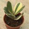 CGASPL Crassula Variegated Jade (Crassula Ovata Variegata) Small Succulent Plant Plants