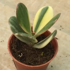 CGASPL Crassula Variegated Jade (Crassula Ovata Variegata) Small Succulent Plant Plants