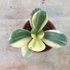 CGASPL Crassula Variegated Jade (Crassula Ovata Variegata) Small Succulent Plant Plants