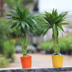 CGASPL 12 Braided Bamboo In Ceramic Pot (Pack Of 2)