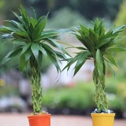 CGASPL 12 Braided Bamboo In Ceramic Pot (Pack Of 2)