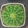CGASPL Echinocactus Grusonii Painted Non-Grafted Green Cactus Plants 1 CGASPL Echinocactus Grusonii Painted Non-Grafted Green Cactus Plants