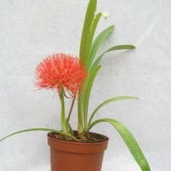CGASPL Haemanthus Football Lily Flower Bulbs (Pack Of 6) Winter Flower Bulbs