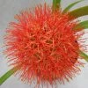 CGASPL Haemanthus Football Lily Flower Bulbs (Pack Of 6) Winter Flower Bulbs