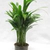 CGASPL Areca Palm Air Purifying Indoor Plant