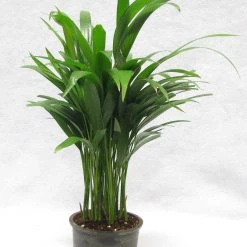 CGASPL Areca Palm Air Purifying Indoor Plant