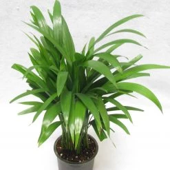 CGASPL Areca Palm Air Purifying Indoor Plant