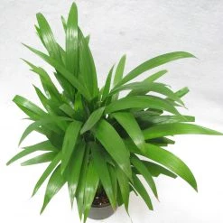 CGASPL Areca Palm Air Purifying Indoor Plant