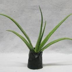 CGASPL Alovera Plant (Aloe Barbadensis) Plants