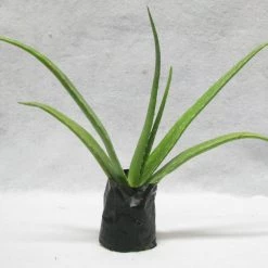CGASPL Alovera Plant (Aloe Barbadensis) Plants