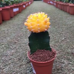 CGASPL Gymnocalycium Mihanovichii Var.friedrichii Yellow Moon Cactus (Small) Plants