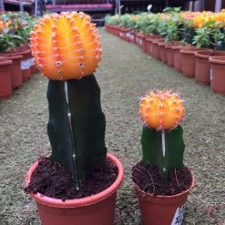 CGASPL Gymnocalycium Mihanovichii Var.friedrichii Light Orange Moon Cactus (Small) Plants